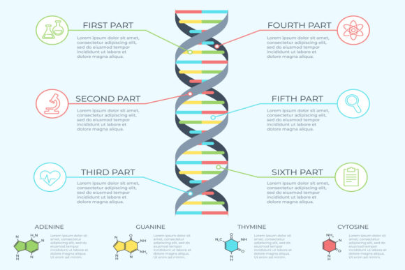 Unlocking the Secrets of Life: The DNA Infographic